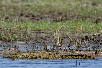 Nile Crocodile resting on bank of river in Malawi, Africa. Crocodylus niloticus