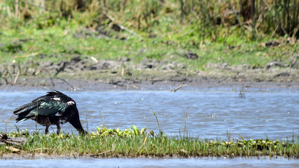 Spur-winged goose with head under water in Malawi, Africa. plectropterus gambensis