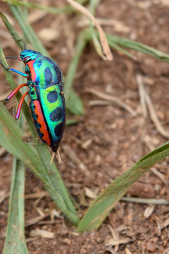 Rainbow Shield Bug climbing up leaf.  Calidea dregii