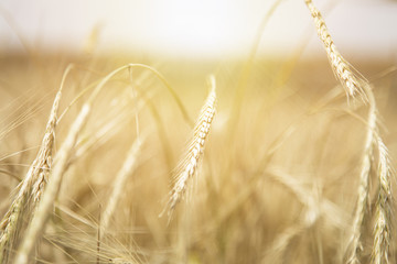 Wheat Beards.Wheat field morning sunrise and yellow sunshine 