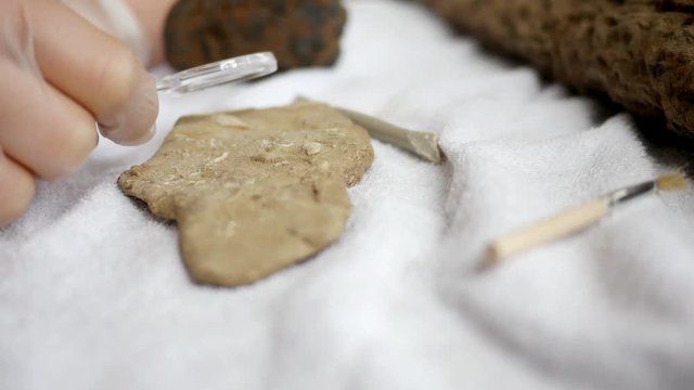 A paleontologist observes a mucrospirifer brachiopod fossil  via magnifying glass