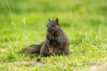 cute black squirrel eating nut on the grass while holding it with its two hands.