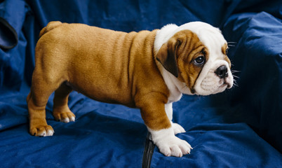 Cute puppy of english bulldog,selective focus