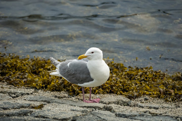 white seagull with grey wings resting on the shore