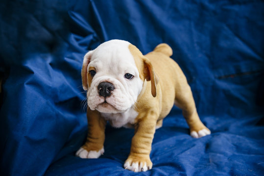 Cute puppy of the English bulldog breed,selective focus