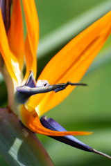 Strelitzia reginae with a visitor