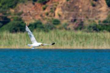 Seagull on his way enjoying his meal