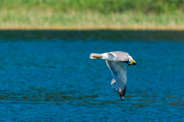 Seagull on a successful fishing session