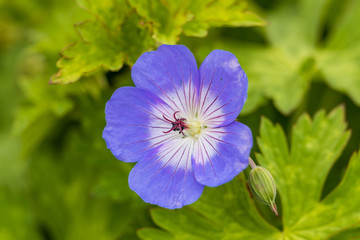 beautiful purple flower with white centre close up 