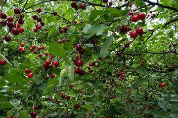 Photo of cherries on a tree
