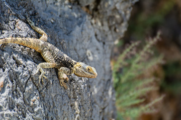 Lizard enjoying the sun