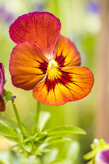 bright butterfly flower with red, yellow and orange colour