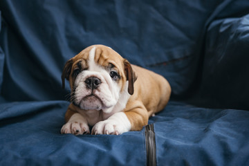 Female puppy of the english bulldog.selective focus