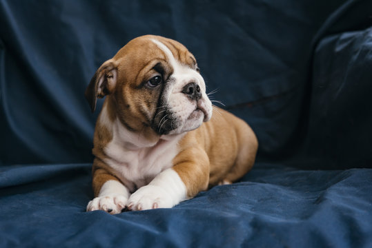 Cute female puppy of english bulldog,selective focus