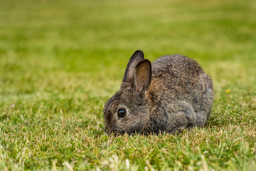 portrait of brown rabbit eating on the green grass field