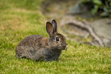 Naklejka na ściany i meble portrait of brown rabbit eating on the green grass field