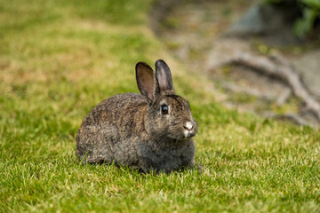 cute brown bunny with white nose laying on the grassy ground