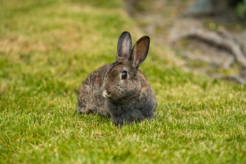 Naklejka na ściany i meble cute brown rabbit on the grass with white nose and big eyes