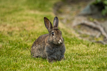 portrait of brown rabbit resting on the green grass field