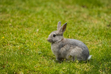 portrait of cute small rabbit sitting on the grass