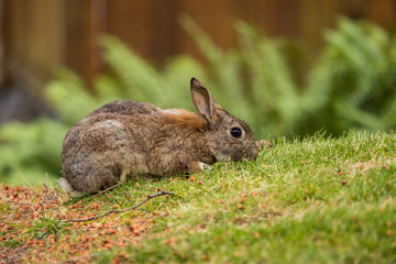portrait of brown rabbit eating on the green grass field