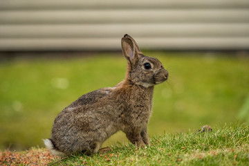 cute brown rabbit standing cautiously on sloped grass field 
