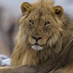 Portrait of a male lion in Etosha National Park in Namibia