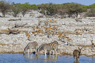 Fototapeta na wymiar Kudu, springbok and zebra at Okaukuejo waterhole in Etosha National park in Namibia