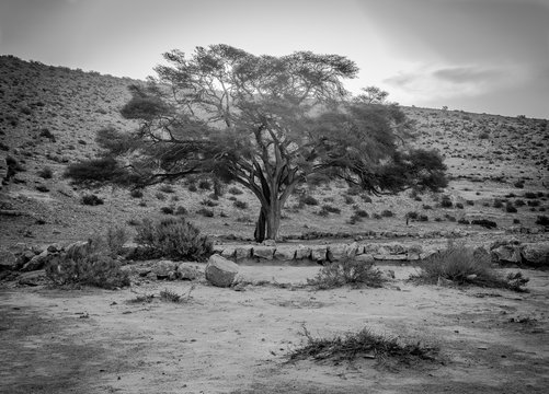 black and white sunrise with lone Acacia tree