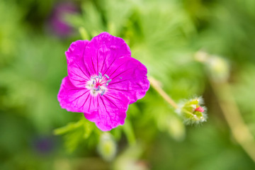 pink Northern Geranium flower with green background