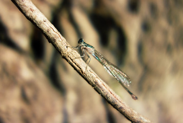 dragonfly on the branch in summer sunset light