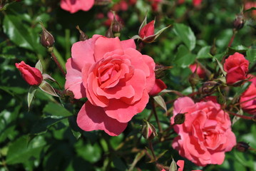 Fototapeta premium Róże