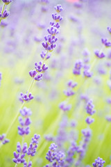 Obraz premium lavender field with creamy background
