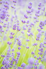 high-key lavender field vertical frame
