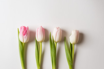 tulips on the white background