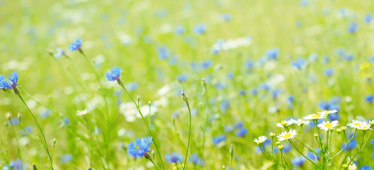 Panoramic Floral Background of flowers field