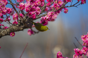 メジロと梅の花