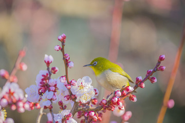 メジロと梅の花