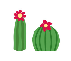 Blooming cactus set. Isolated on white background. Vector illustration.