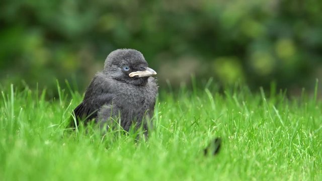junge, gerade fl&uuml;gge gewordene Kr&auml;he sitz im Gras