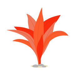 Altenanthera. Algae. Isolated on white background. Vector illustration