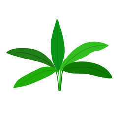 Anubias seaweed. Isolated on white background. Vector illustration.