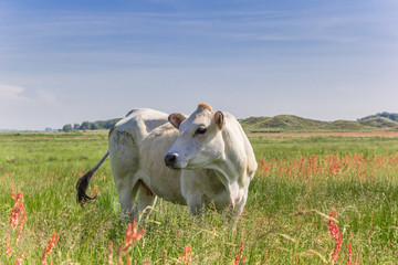Piemontese cow in a colorful meadow, The Netherlands