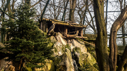 eagle house © Krzysztof