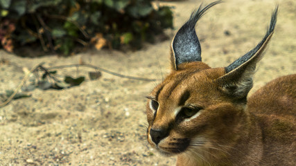 Karakal Cat © Krzysztof