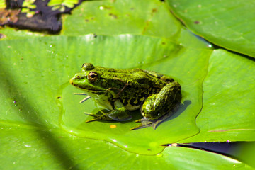 Green colors in nature