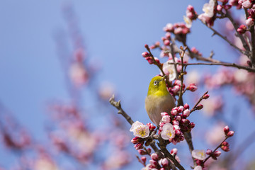 梅の花とメジロ
