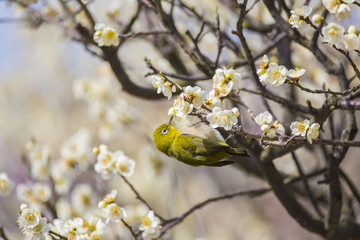梅の花とメジロ
