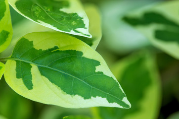 green leaf background