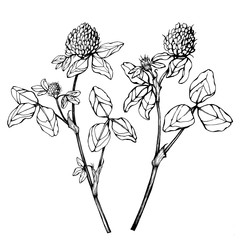 Set of wild plant clover flowers (also called Trifolium pratense, trefoil, shamrock). Black and white outline illustration hand drawn work isolated on white background.